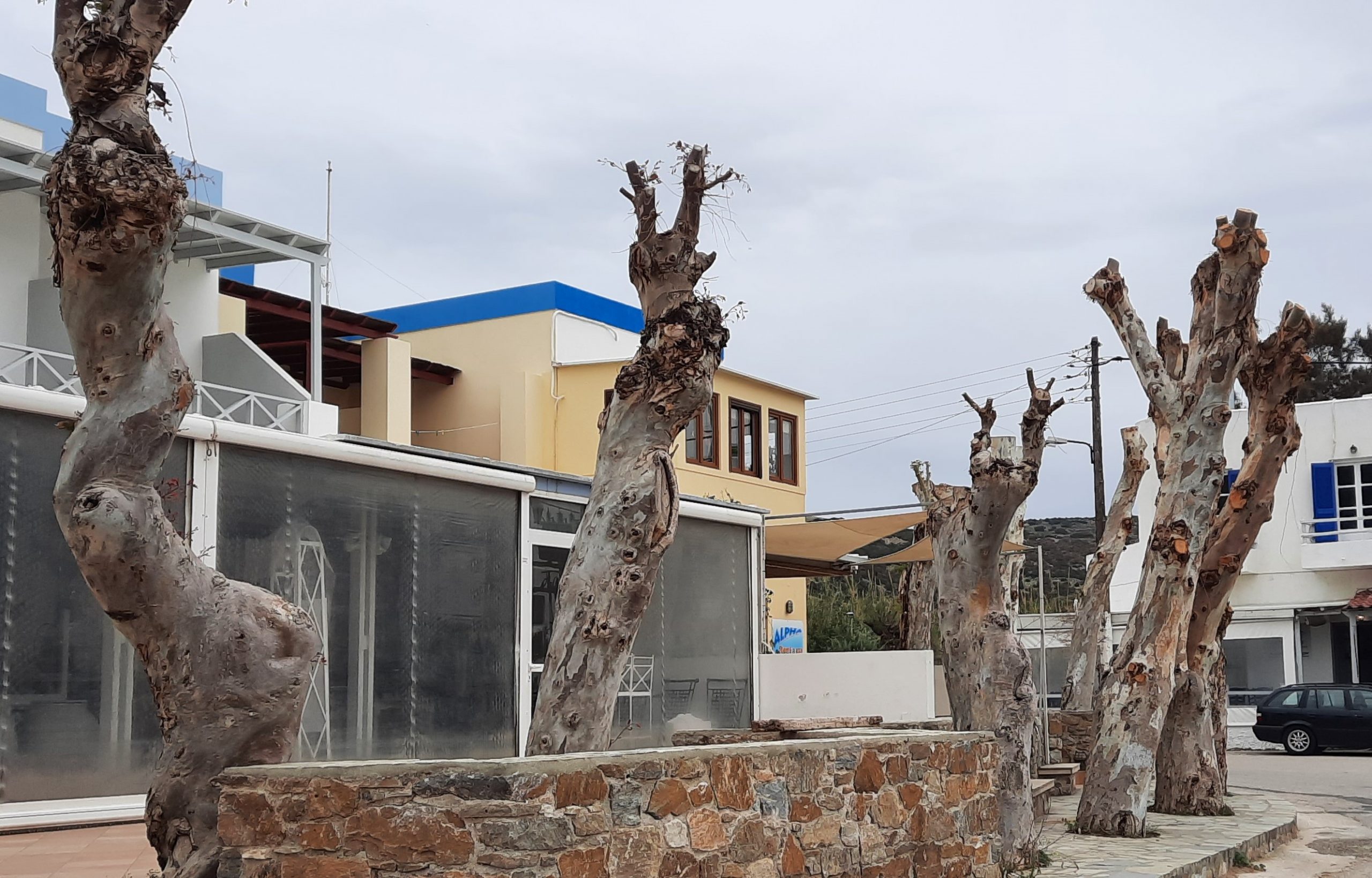 Submission of a new request to the competent authorities regarding the mass mutilation (severe pruning) of trees in Syros