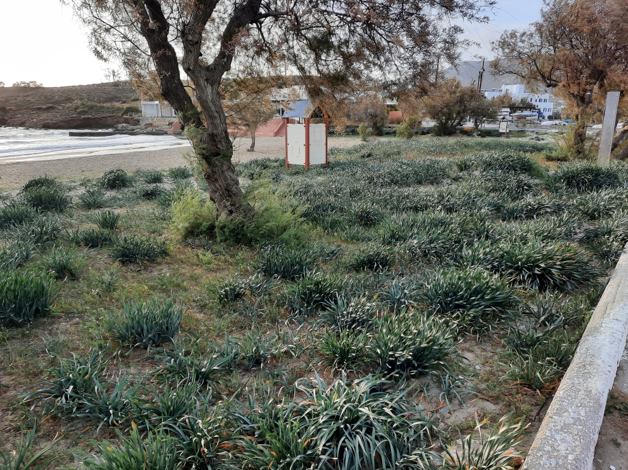 C:\Users\User\ENVIRONMENTAL OBSERVATORY\ΟΜΠΡΕΛΕΣ ΞΑΠΛΩΣΤΡΕΣ ΠΑΛΟΥΚΙΑ\2025 ΠΑΡΕΜΒΑΣΕΙΣ ΜΑΣ\Προς Υπηρεσίες ΠΡΟΚΑΤΑΒΟΛΙΚΑ\Ανακοίνωση\20250329_175000.jpg