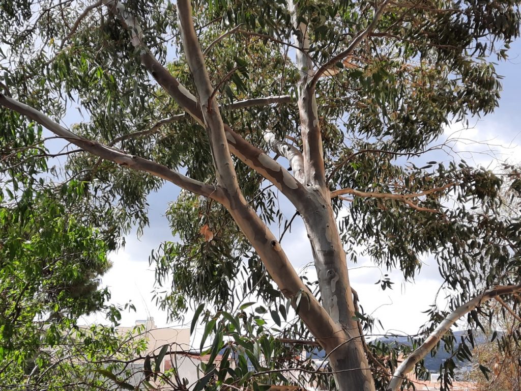 C:\Users\User\ENVIRONMENTAL OBSERVATORY\ΔΕΝΤΡΑ\ΚΛΑΔΕΥΣΕΙΣ ΑΚΡΩΤΗΡΙΑΣΜΟΙ ΒΛΑΣΤΗΣΗ\ΑΙΤΗΜΑ ΥΠΕΝΘΥΜΙΣΤΙΚΟ ΔΗΜΟ ΠΕΡ. ΔΑΣΩΝ\_ΥΓΙΗΣ ΣΥΝΑΡΜΟΓΗ 20230316_103507.jpg