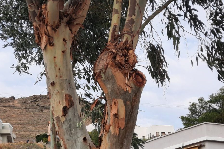 C:\Users\User\ENVIRONMENTAL OBSERVATORY\ΔΕΝΤΡΑ\ΚΛΑΔΕΥΣΕΙΣ ΑΚΡΩΤΗΡΙΑΣΜΟΙ ΒΛΑΣΤΗΣΗ\ΑΙΤΗΜΑ ΥΠΕΝΘΥΜΙΣΤΙΚΟ ΔΗΜΟ ΠΕΡ. ΔΑΣΩΝ\_ΑΤΕΛΗΣ ΣΥΝΑΡΜΟΓΗ 20221127_151754.jpg